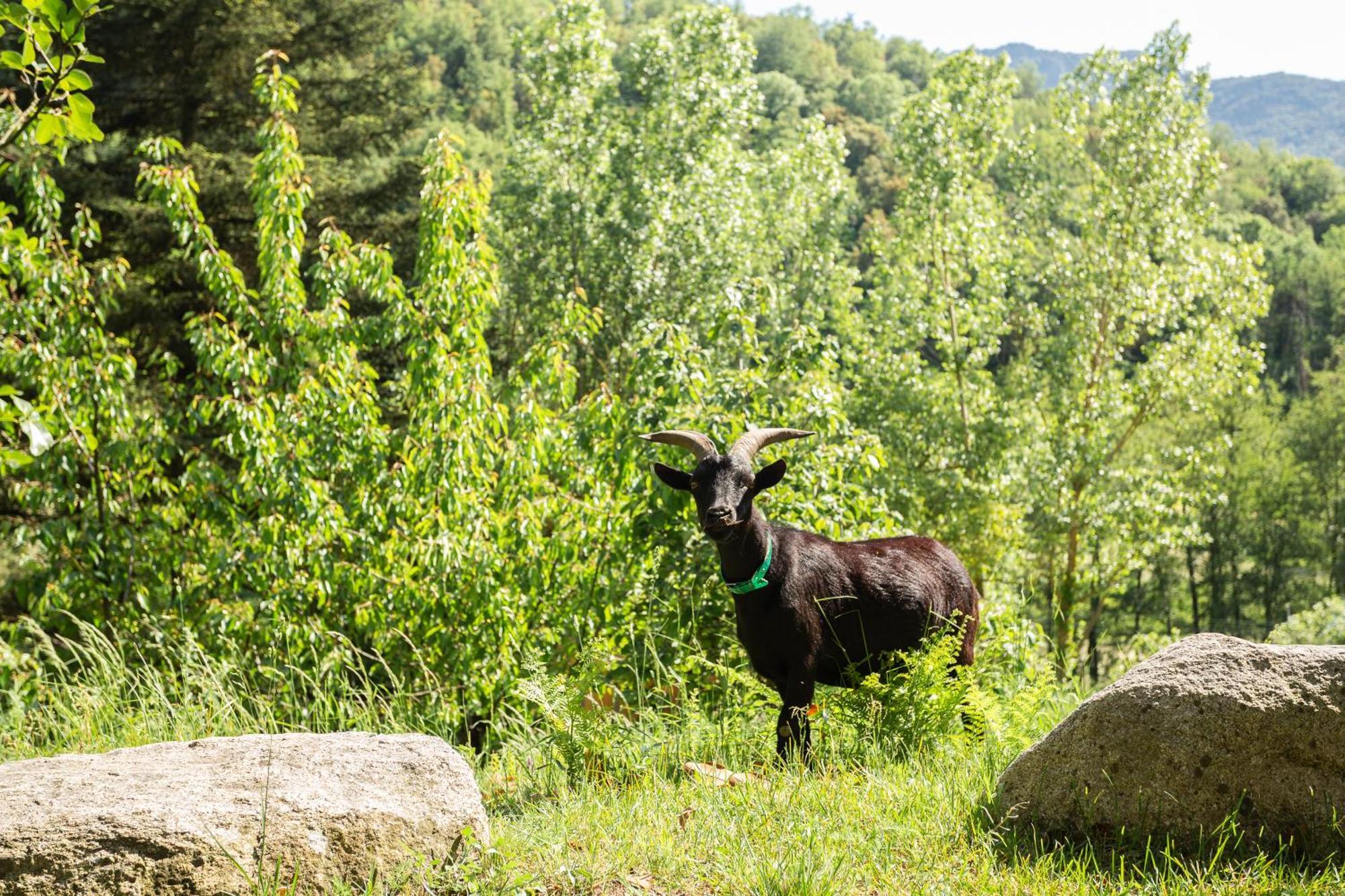Ca La Montse Villa Viladrau Eksteriør bilde